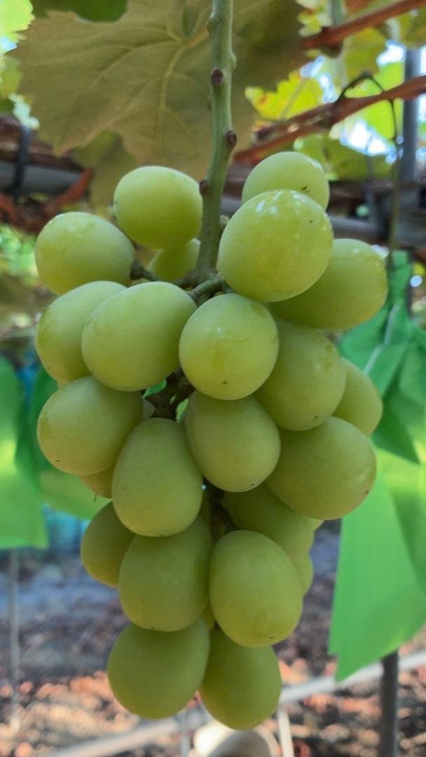 ※9/4着★ナッチ★岡山県産シャイン4kg