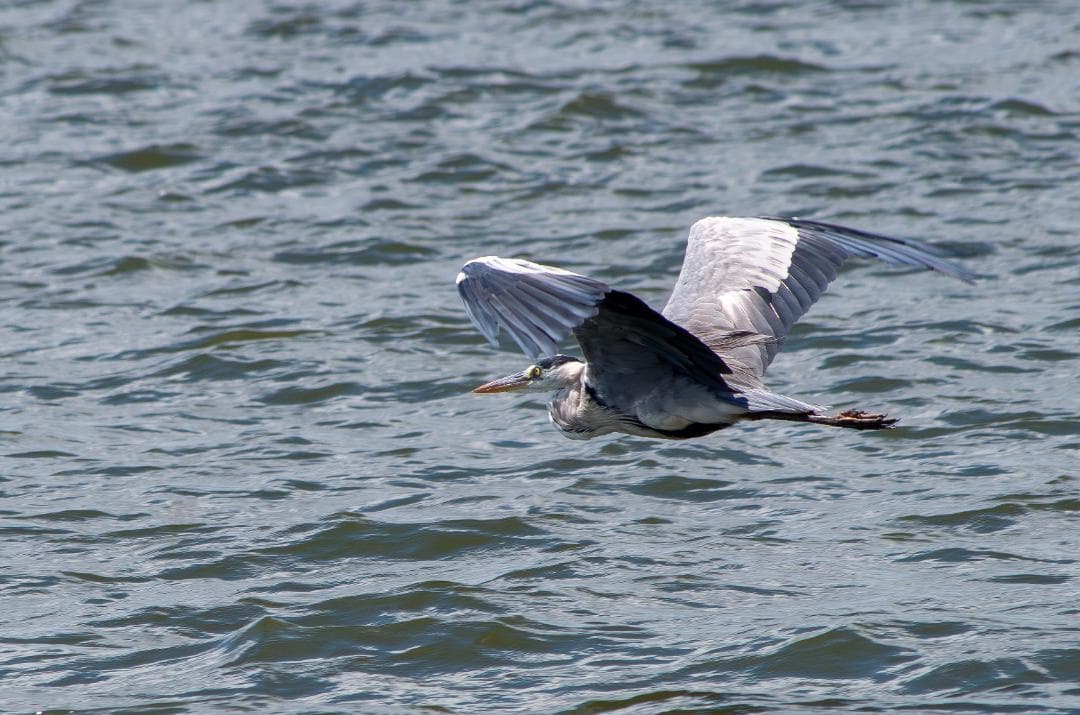 【黒死病対策】【内臓電池交換】PENTAX K-50　カメラらしいブラック