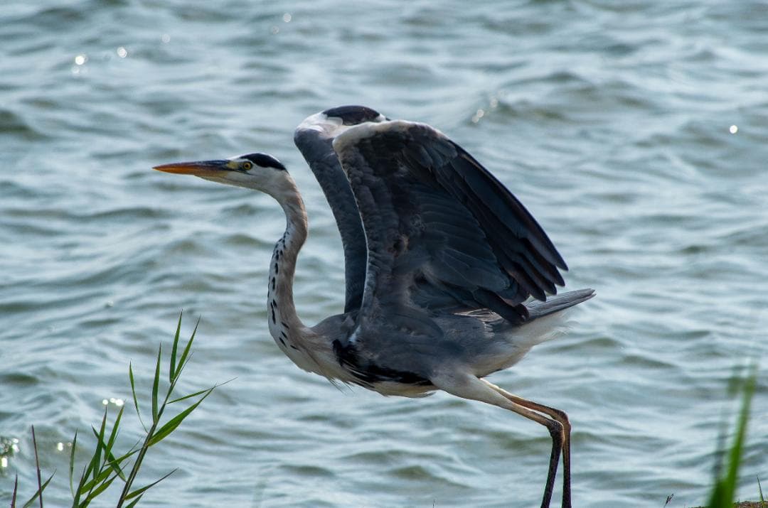 【黒死病対策】【内臓電池交換】PENTAX K-50　カメラらしいブラック