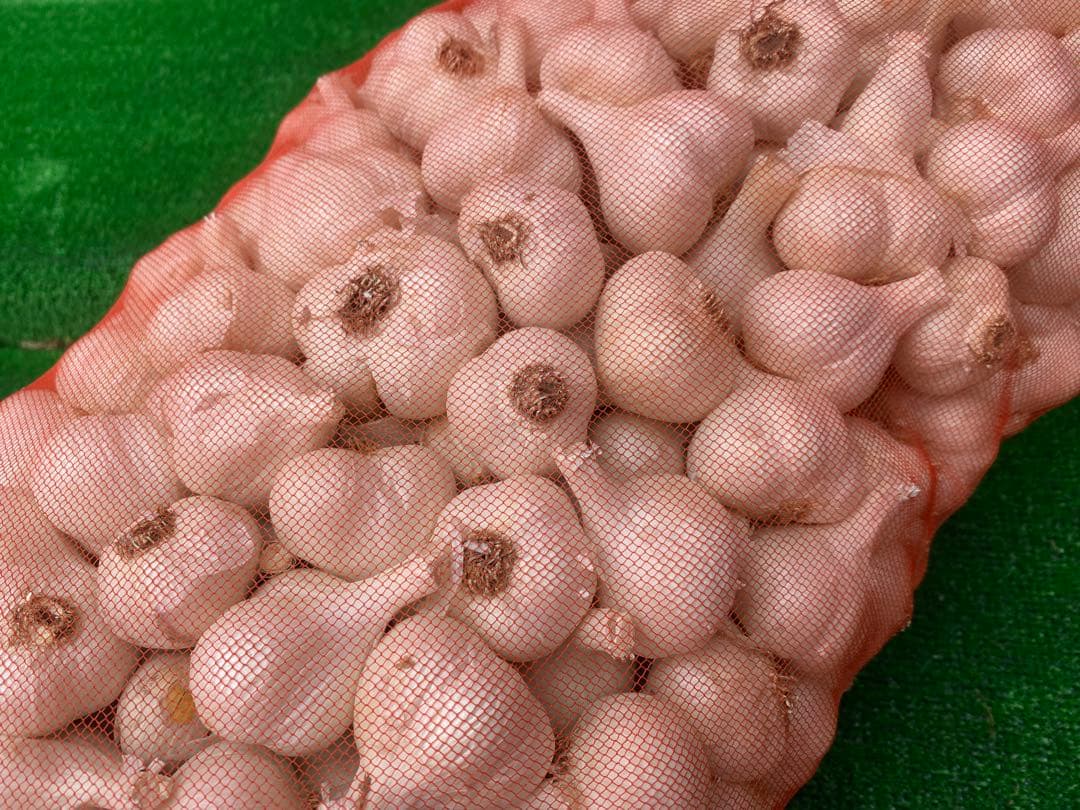 特価品！ Sサイズ　10kg 青森産 乾燥にんにく 福地ホワイト六片