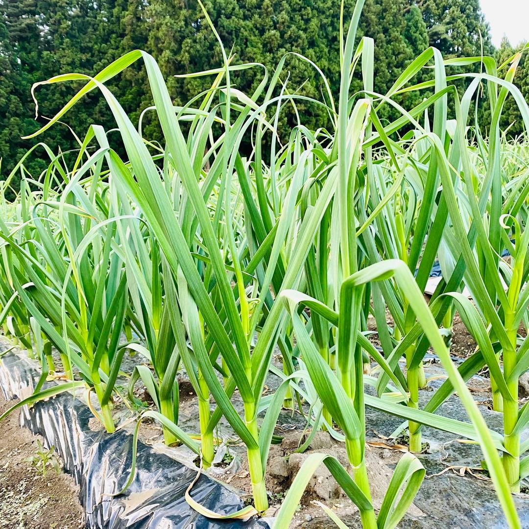 特価品！ Sサイズ　10kg 青森産 乾燥にんにく 福地ホワイト六片