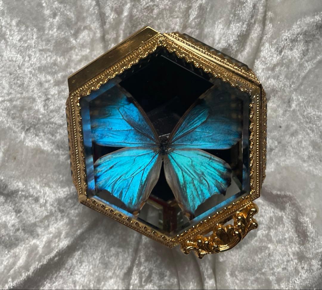 蝶 蛾 標本 ポルティスモルフォ アンティーク ヴィンテージ ジュエリーボックス