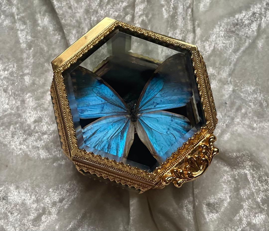 蝶 蛾 標本 ポルティスモルフォ アンティーク ヴィンテージ ジュエリーボックス
