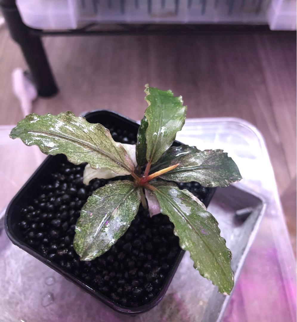 陰性水草の王様的存在Pink Variegata +ティアブルー