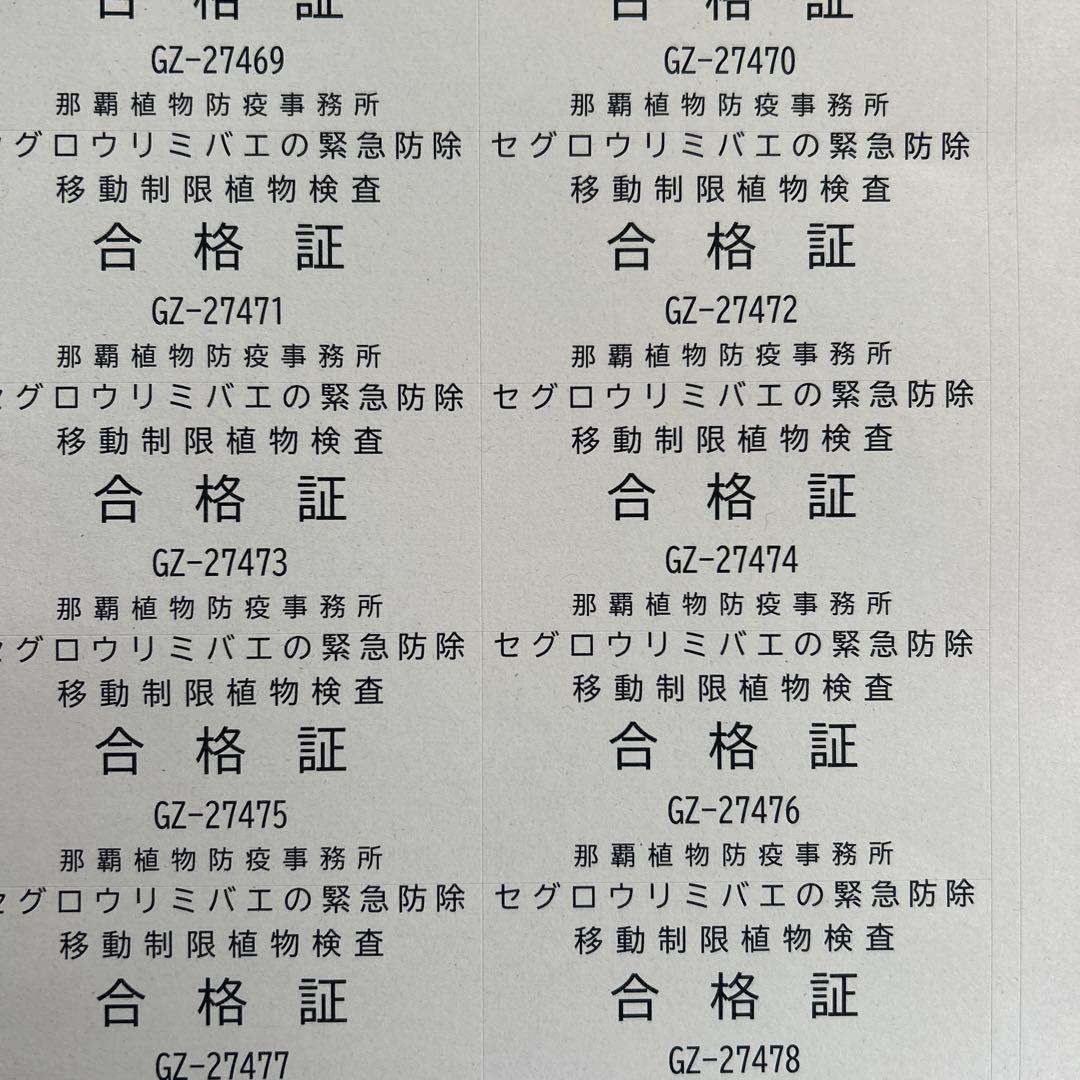 ジャックフルーツ12kg