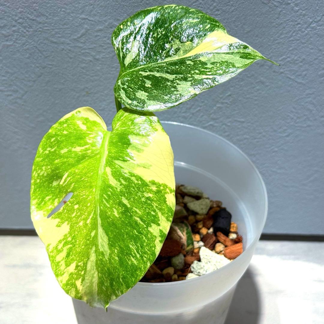 K*y様 モンステラ デリシオーサ クリームブリュレ 希少斑入り