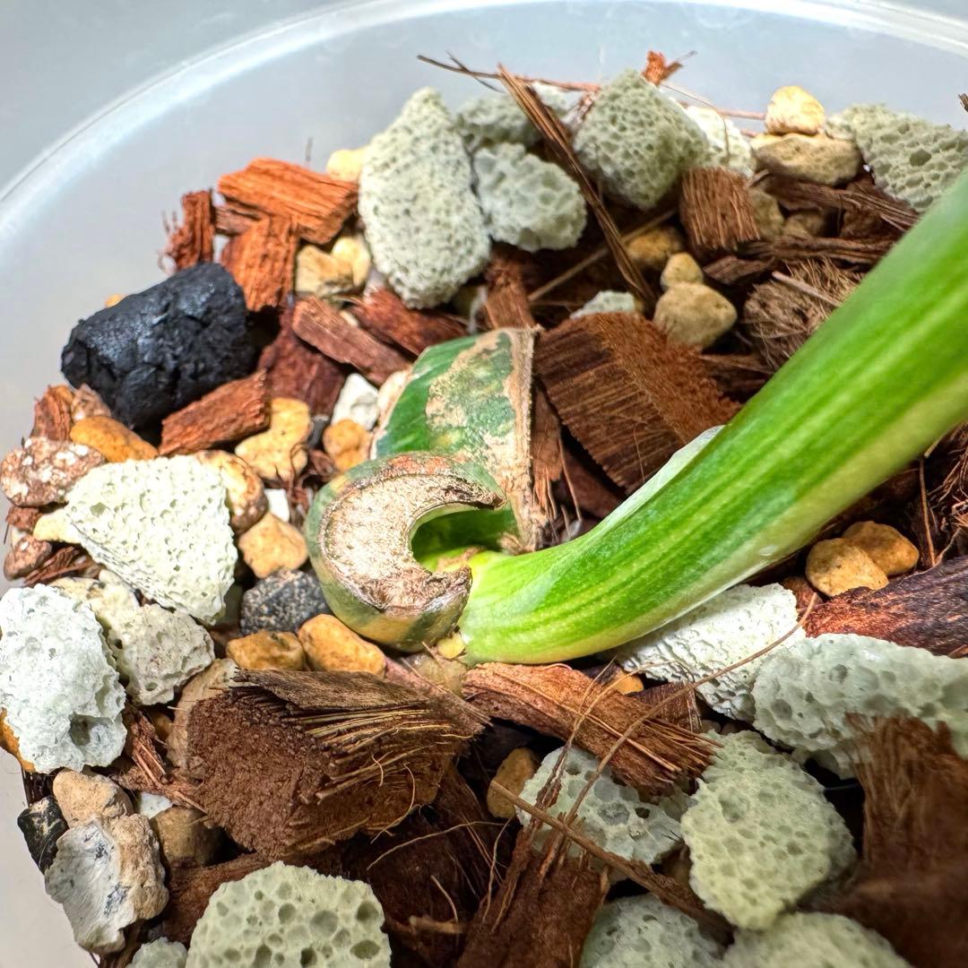 K*y様 モンステラ デリシオーサ クリームブリュレ 希少斑入り