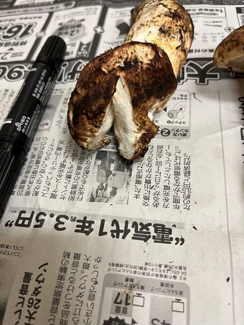 岩手県産松茸　今期最終