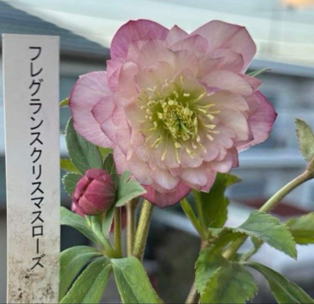 MIYABI様ご依頼品　クリスマスローズ2点　フレグランス　プチドール