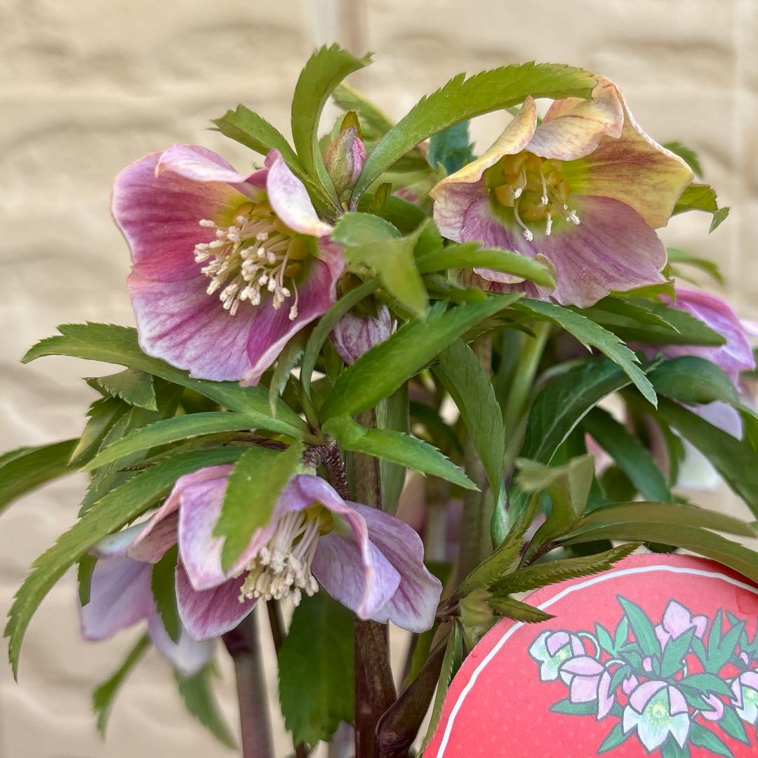 MIYABI様ご依頼品　クリスマスローズ2点　フレグランス　プチドール