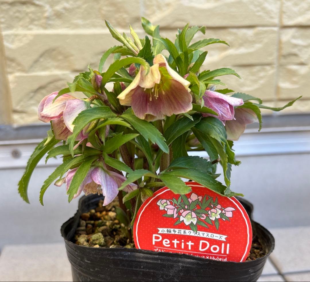 MIYABI様ご依頼品　クリスマスローズ2点　フレグランス　プチドール