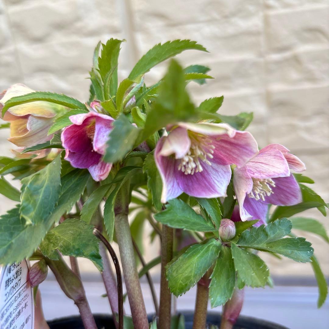 MIYABI様ご依頼品　クリスマスローズ2点　フレグランス　プチドール