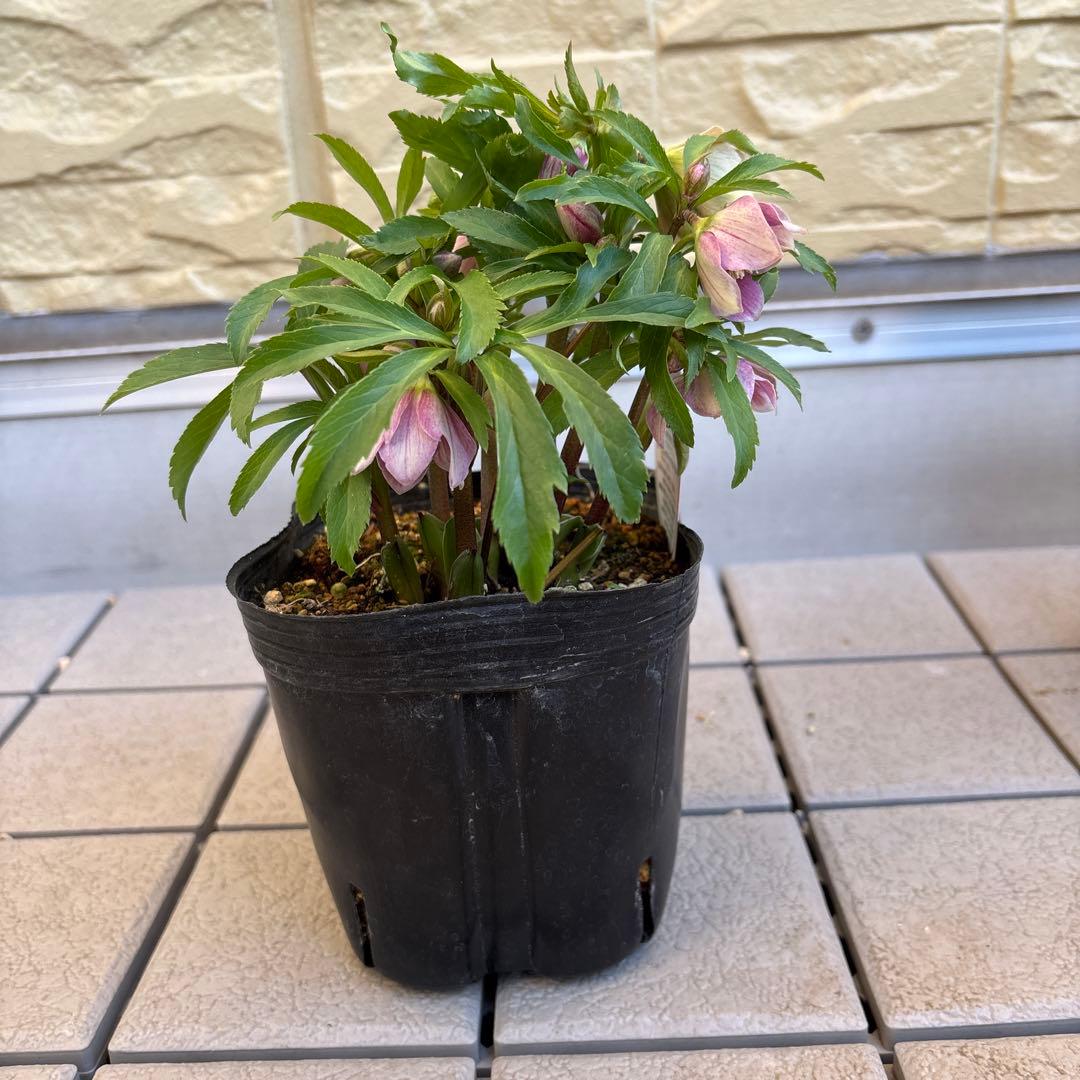 MIYABI様ご依頼品　クリスマスローズ2点　フレグランス　プチドール