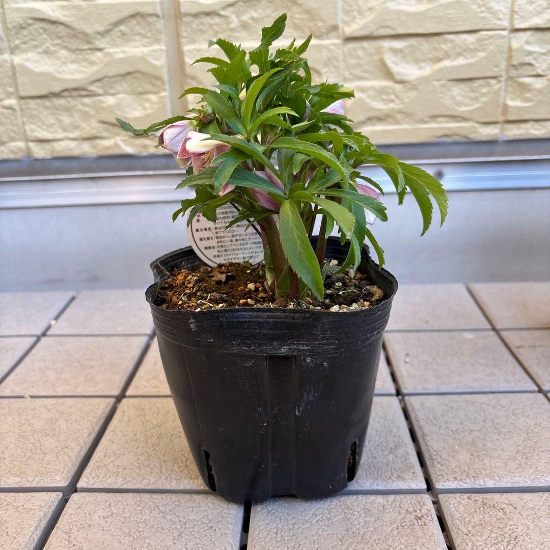 MIYABI様ご依頼品　クリスマスローズ2点　フレグランス　プチドール