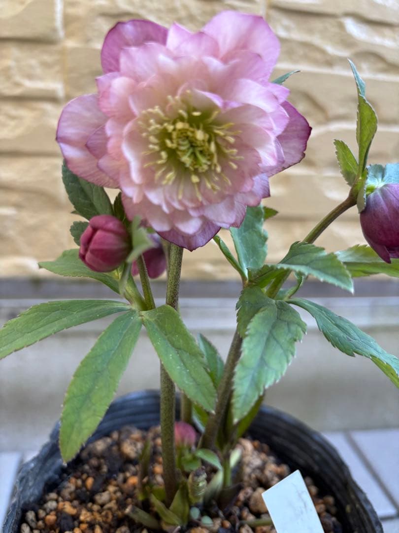 MIYABI様ご依頼品　クリスマスローズ2点　フレグランス　プチドール