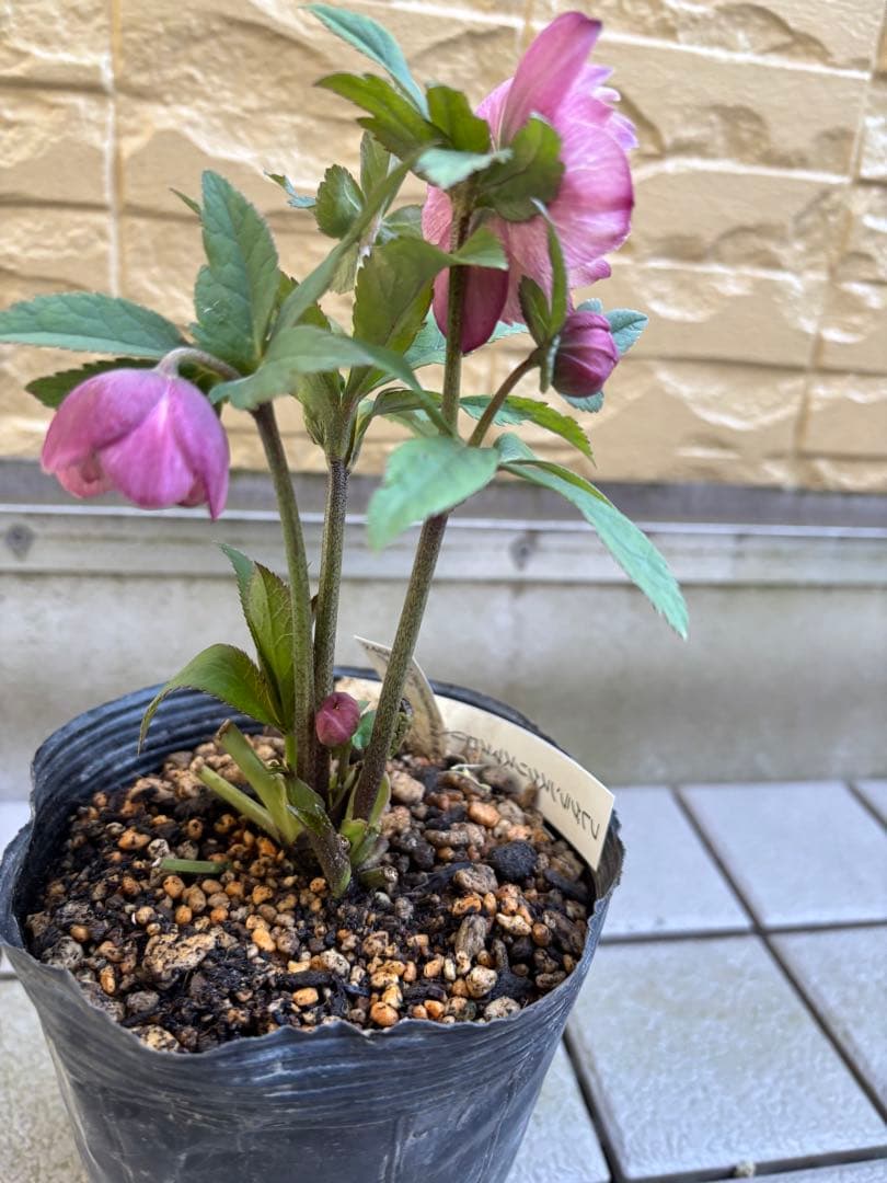 MIYABI様ご依頼品　クリスマスローズ2点　フレグランス　プチドール