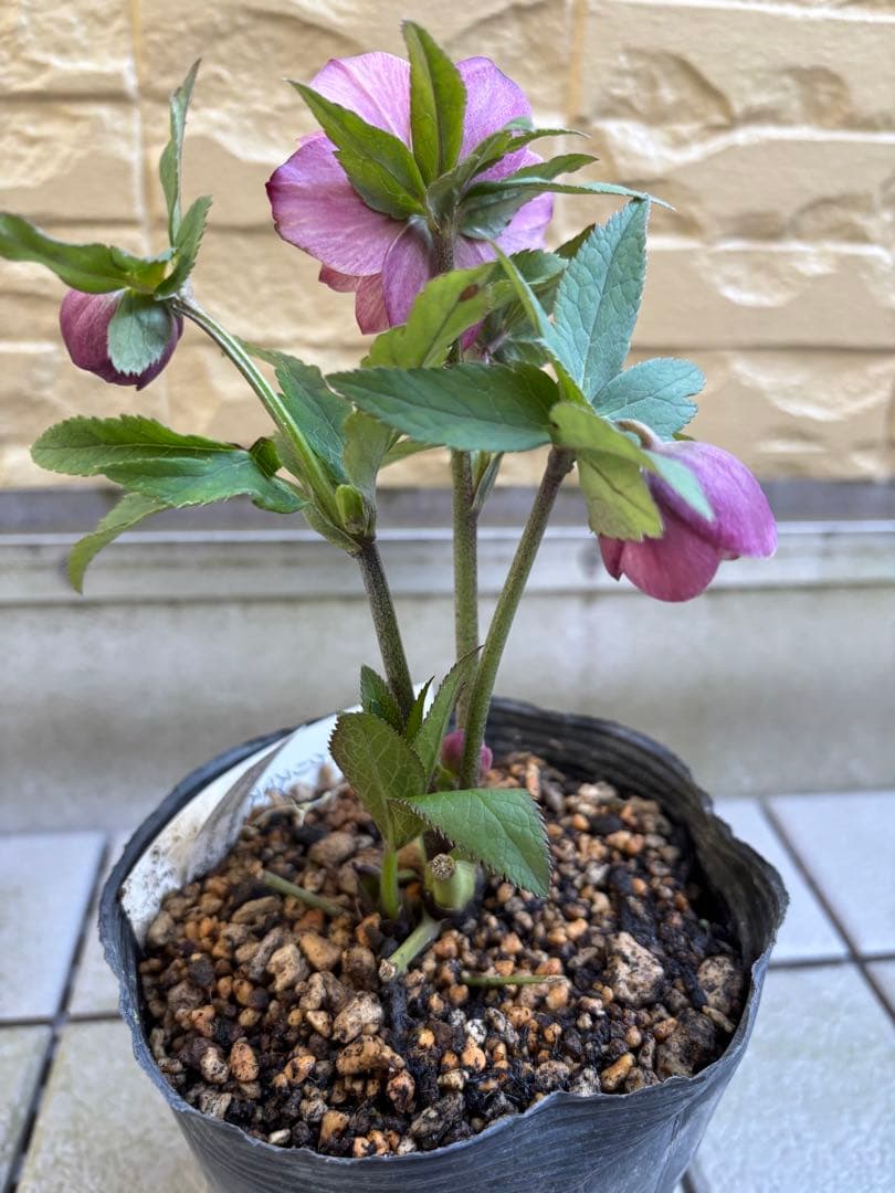 MIYABI様ご依頼品　クリスマスローズ2点　フレグランス　プチドール