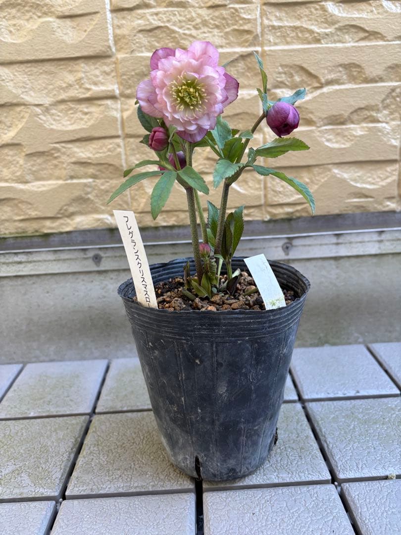 MIYABI様ご依頼品　クリスマスローズ2点　フレグランス　プチドール