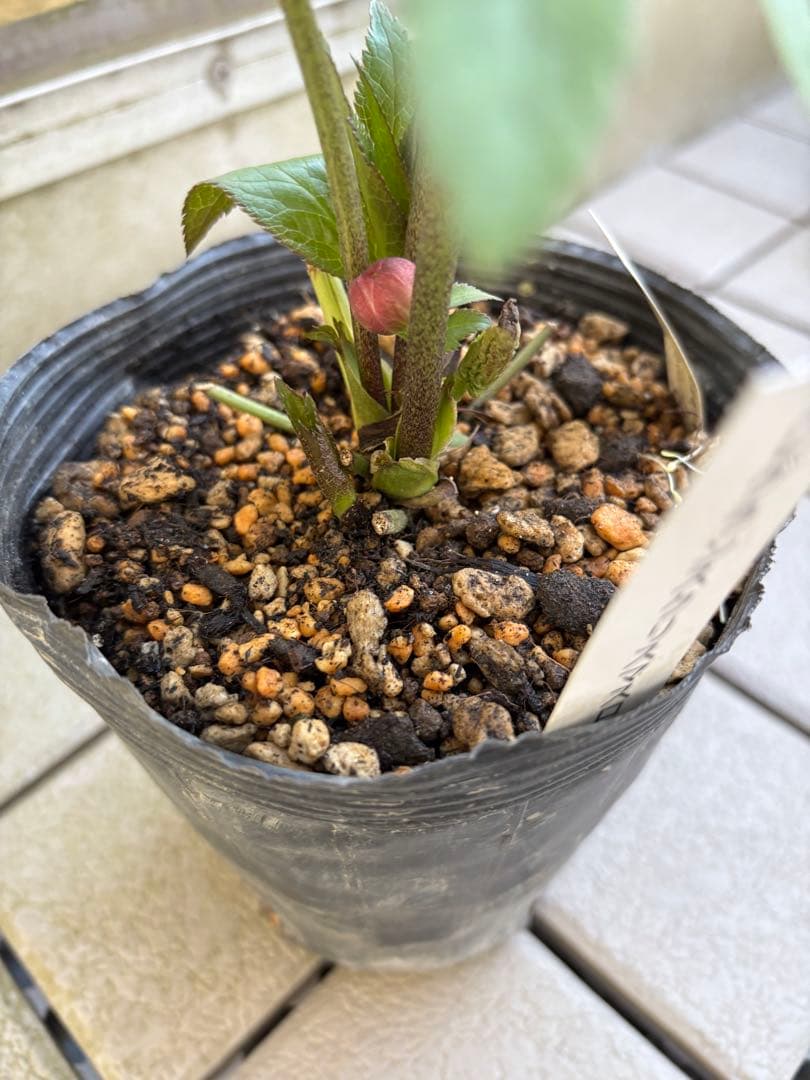 MIYABI様ご依頼品　クリスマスローズ2点　フレグランス　プチドール