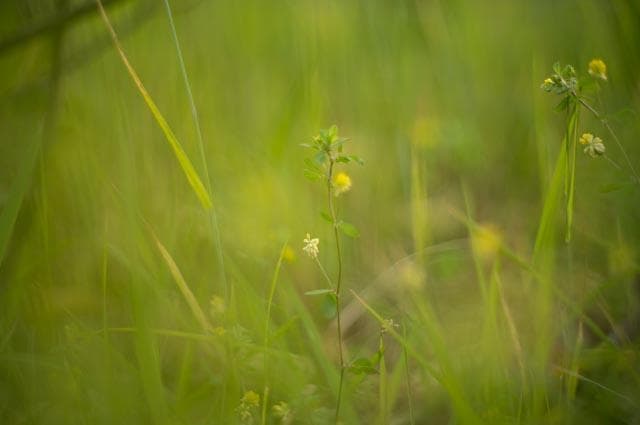 【オールドレンズ】Super takumar 50mm f1.4