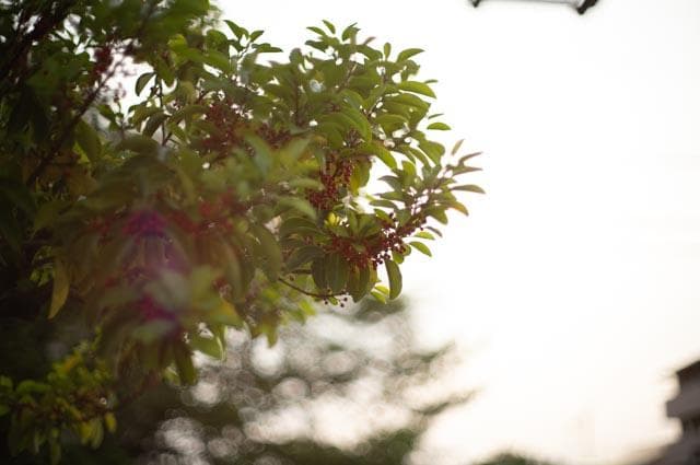 【オールドレンズ】Super takumar 50mm f1.4