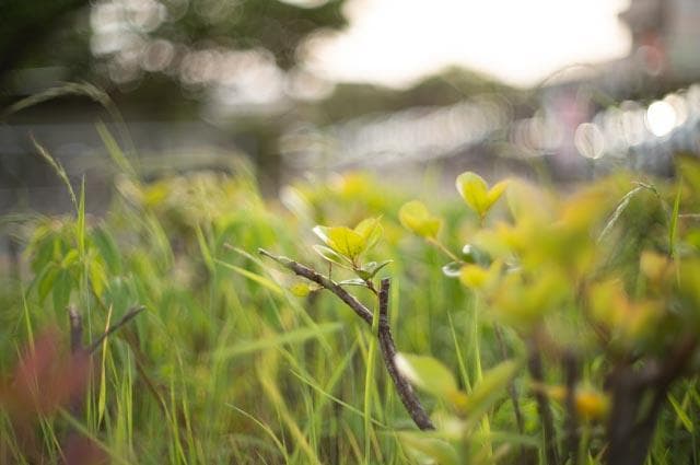 【オールドレンズ】Super takumar 50mm f1.4