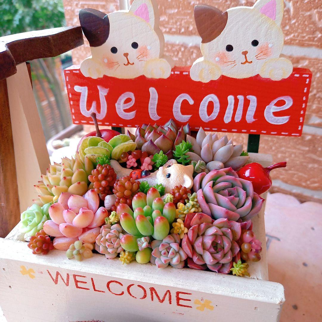 ❤️専用❤️多肉植物❤️そのまま飾れる寄せ植え❤️