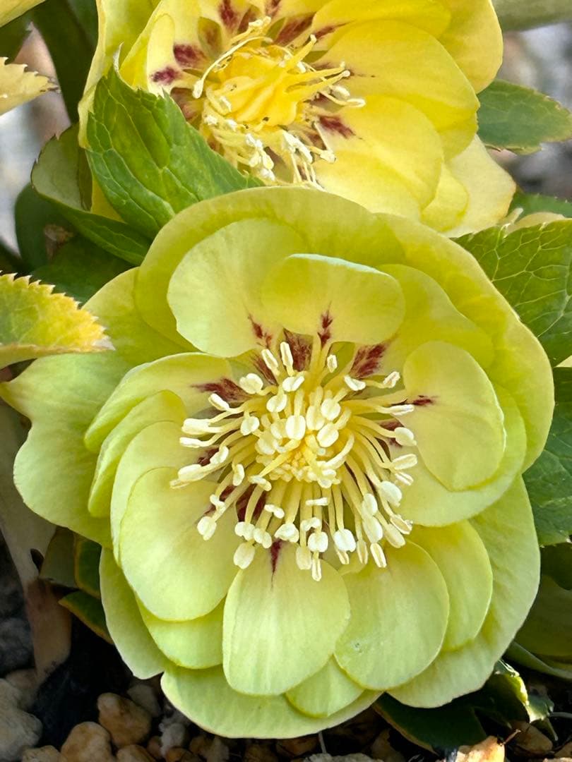 ddメロンゴールド系フラッシュ　クリスマスローズ