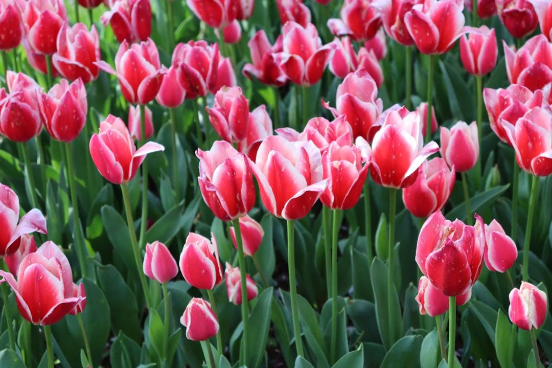 Canon EOS Kiss X10 レンズ付きセット