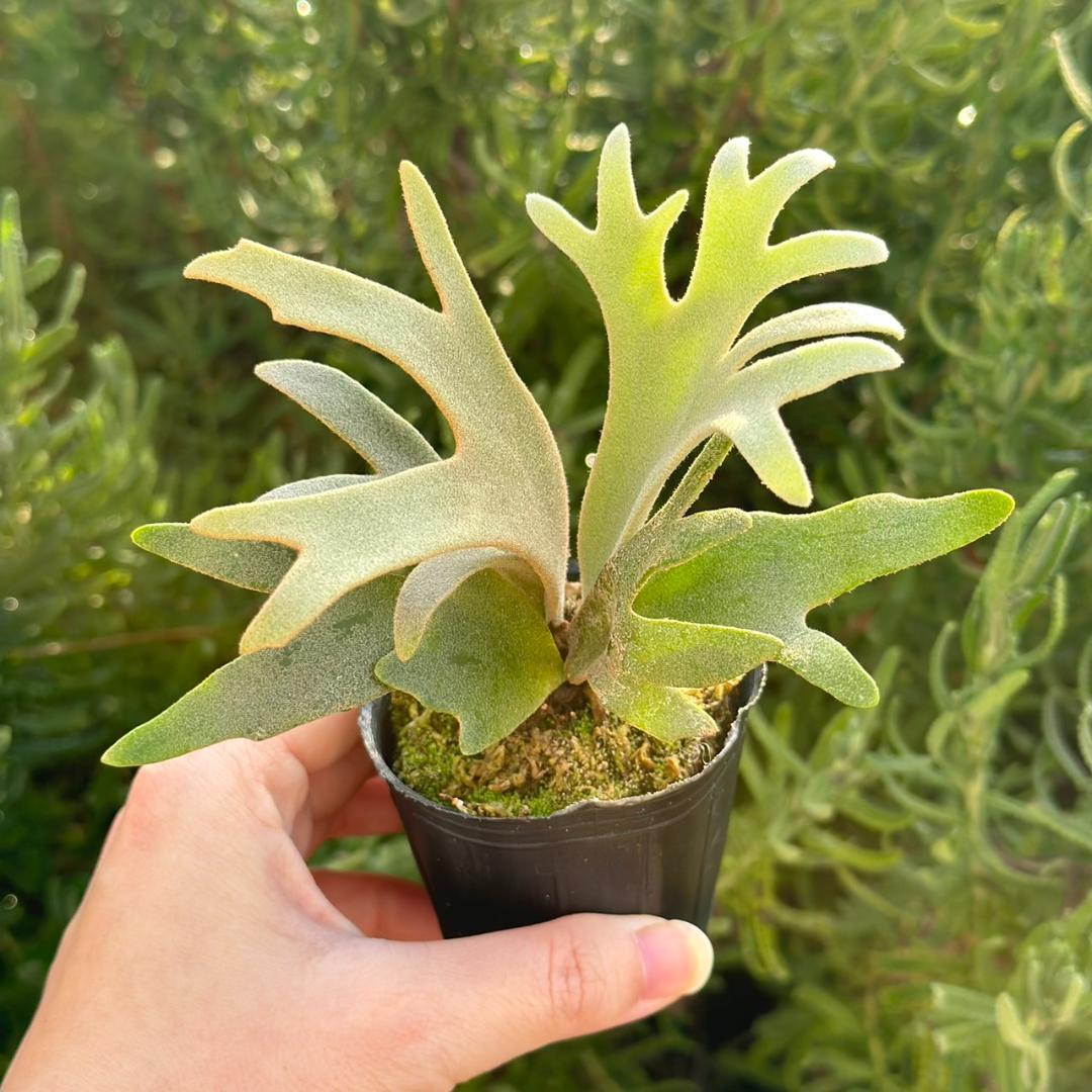 P. willinckii ’Jenny’ TC　4004