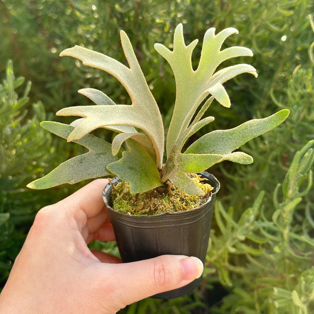 P. willinckii ’Jenny’ TC　4004