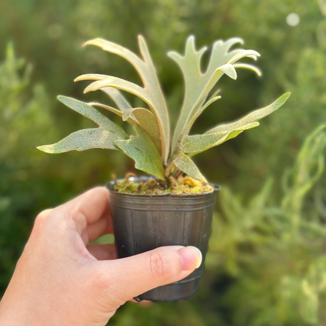 P. willinckii ’Jenny’ TC　4004