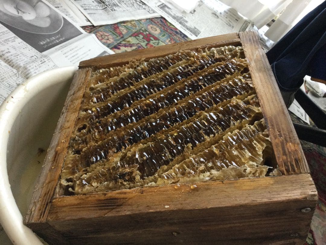 日本ミツバチ純粋垂れ蜜　無添加　非加熱　440g 3個