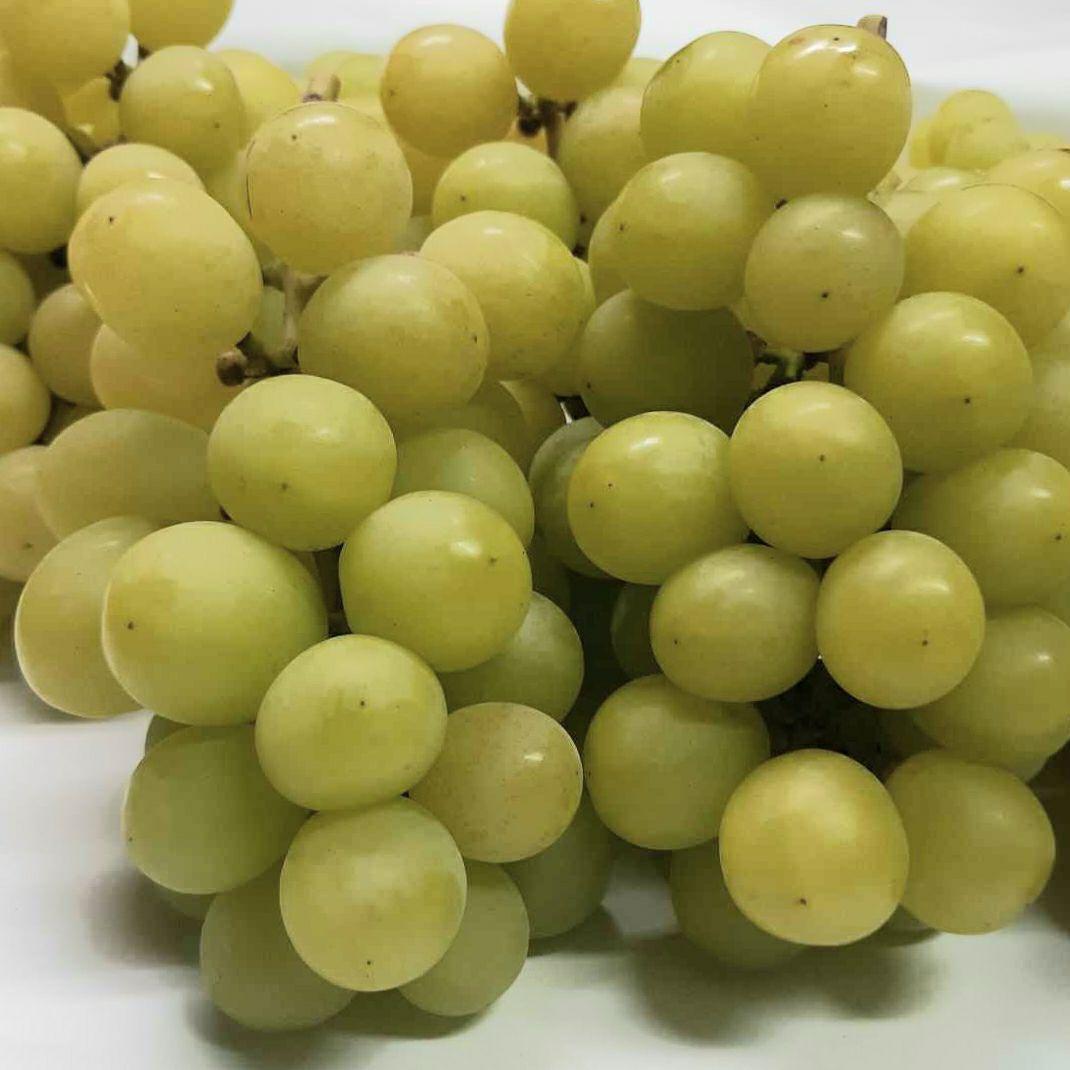 シャインマスカットの、家庭用房5キロ入りになります。房数はお任せになります。