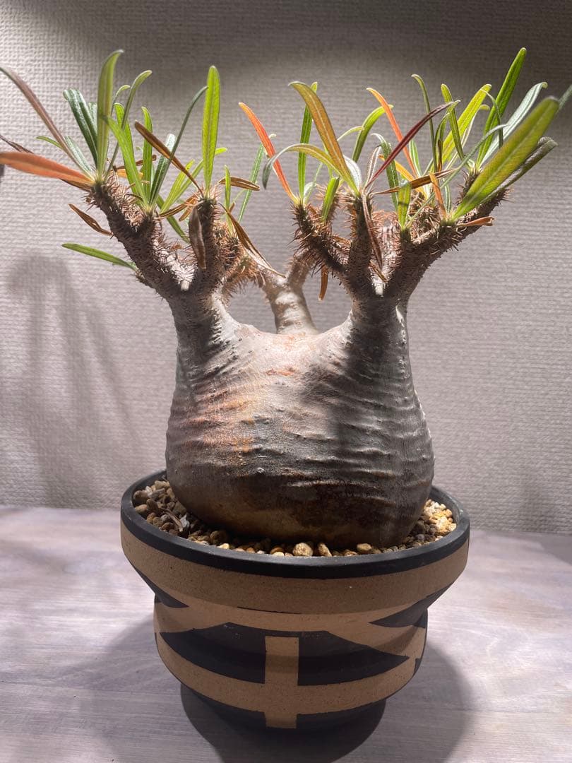 パキポディウム グラキリス × BOTANIZE（ コレクション2 ）