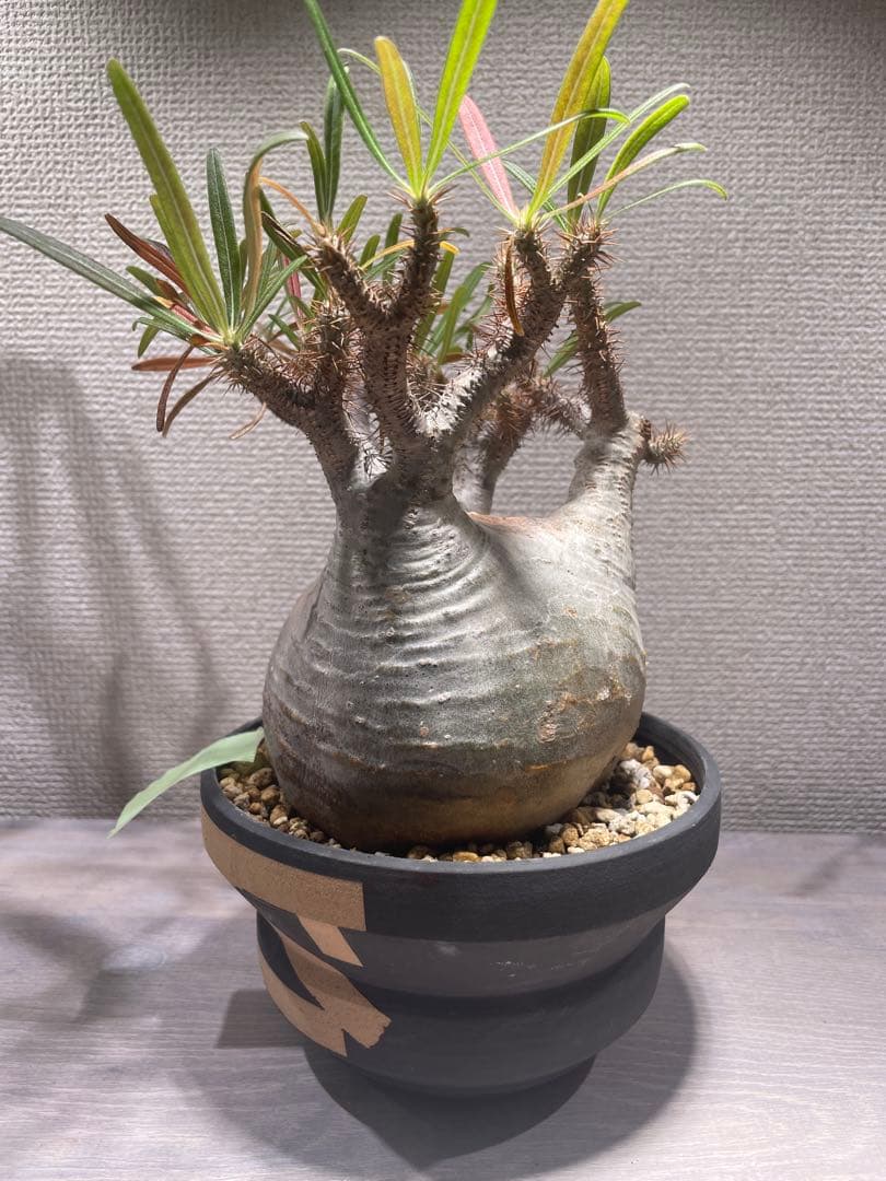 パキポディウム グラキリス × BOTANIZE（ コレクション2 ）