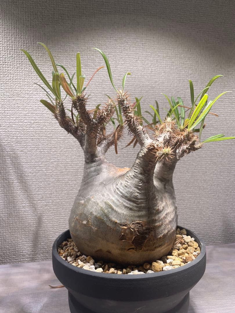 パキポディウム グラキリス × BOTANIZE（ コレクション2 ）