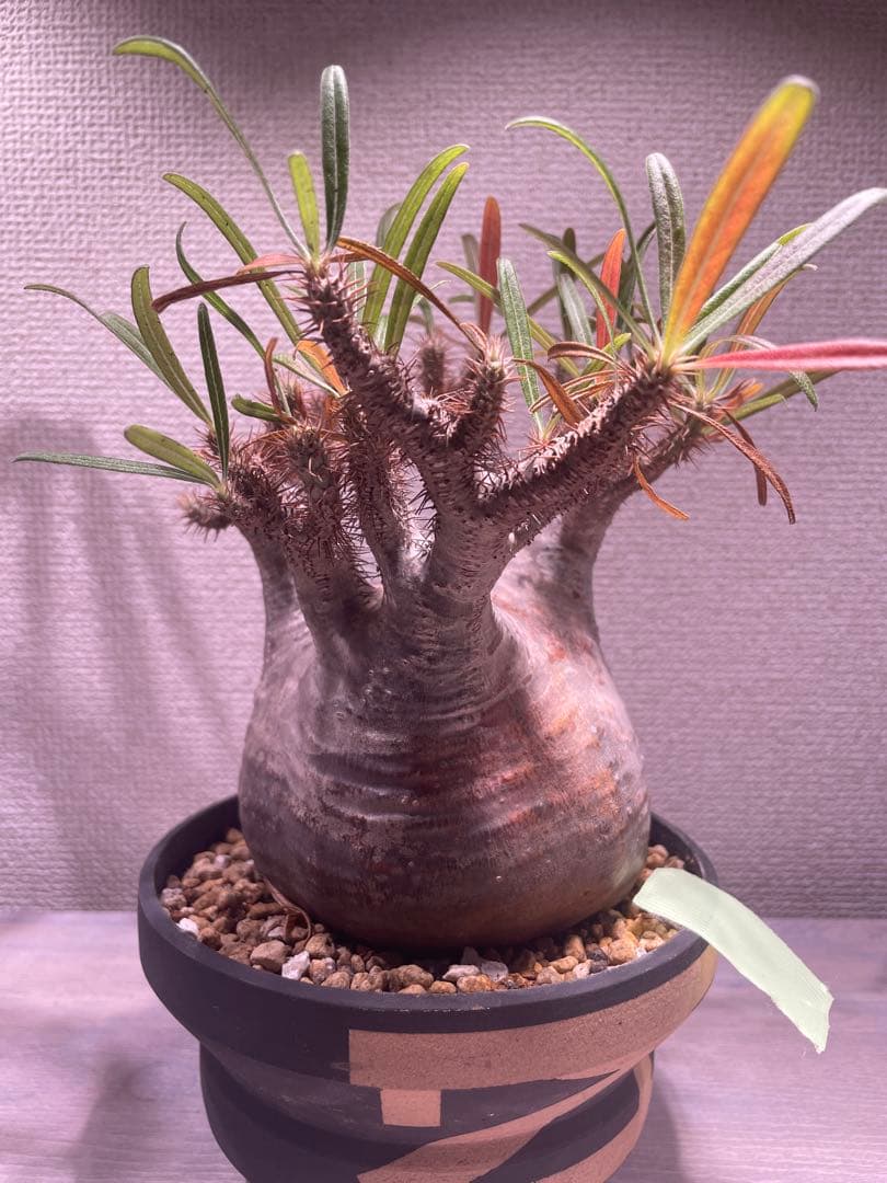 パキポディウム グラキリス × BOTANIZE（ コレクション2 ）