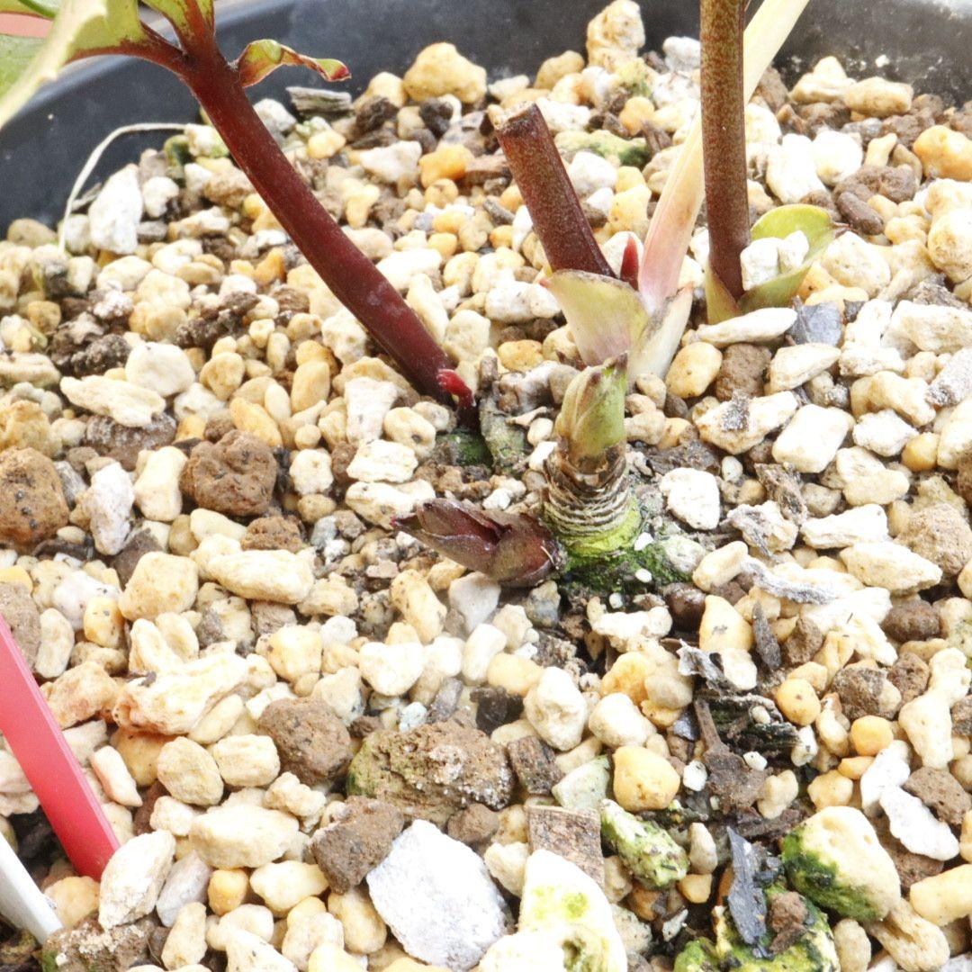 もも　クリスマスローズ　株分苗　大木ナーセリー