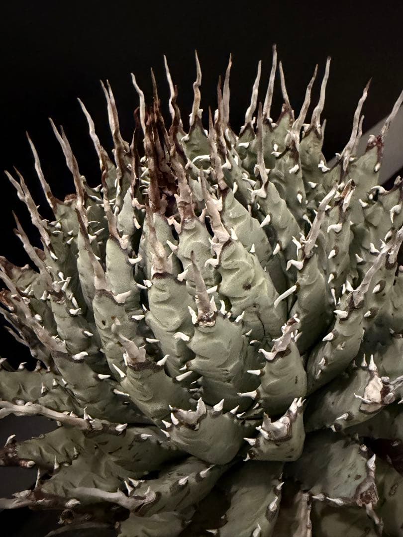 jone ページ耐寒性アガベ エボリスピナ陽炎◇短葉大株ドライガーデン