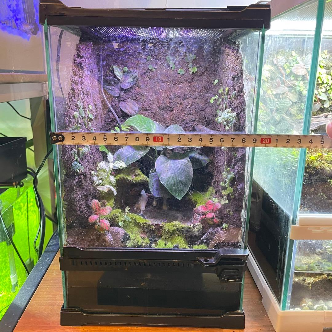 【最終値下げ】レイアウト水槽 イモリウム カエルリウム