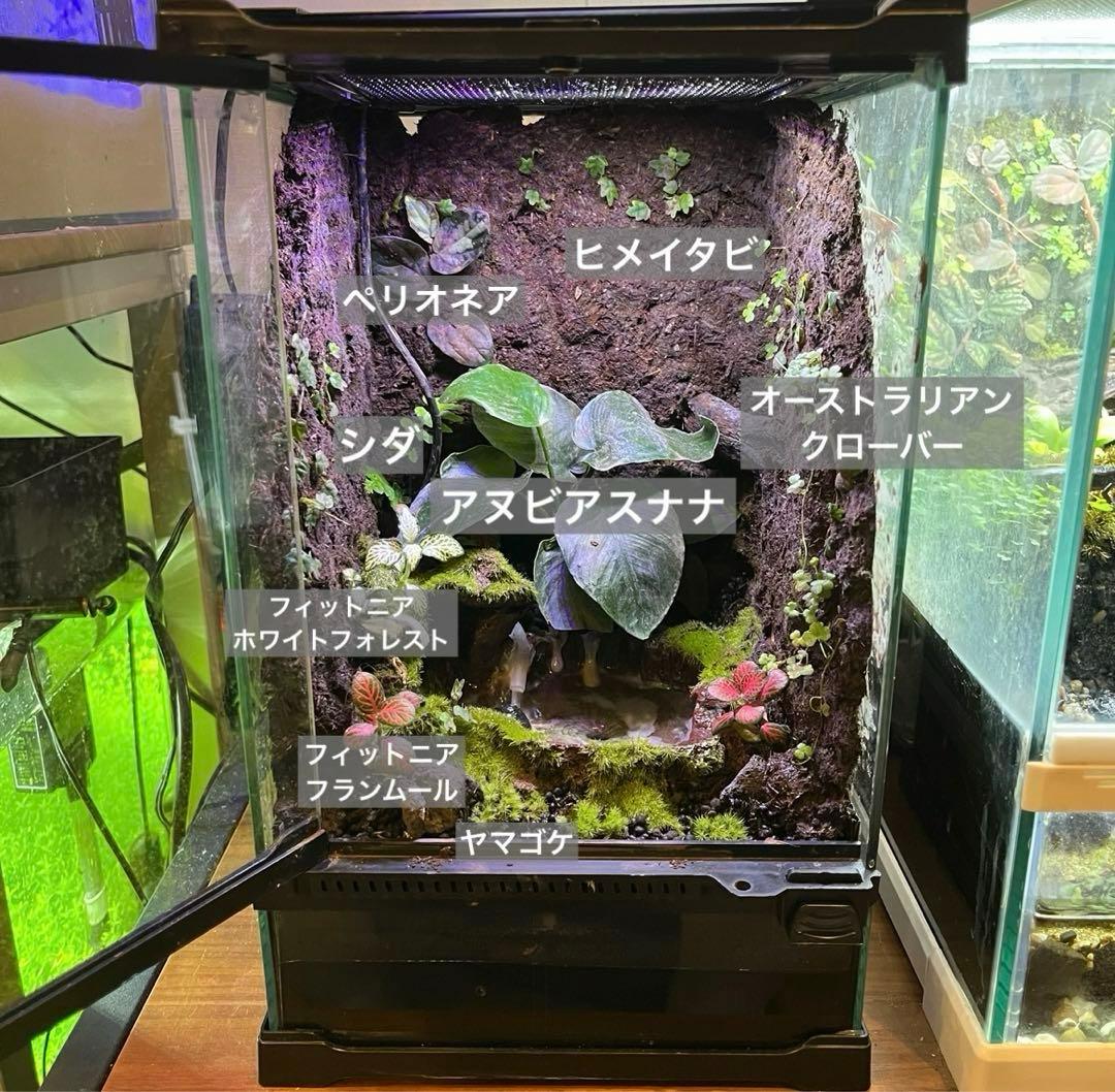 【最終値下げ】レイアウト水槽 イモリウム カエルリウム