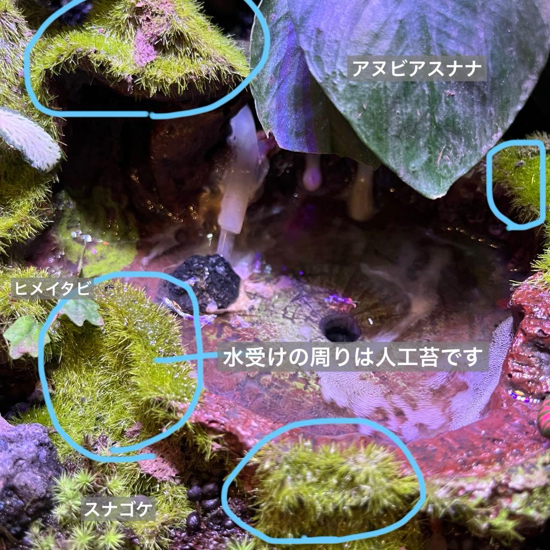 【最終値下げ】レイアウト水槽 イモリウム カエルリウム