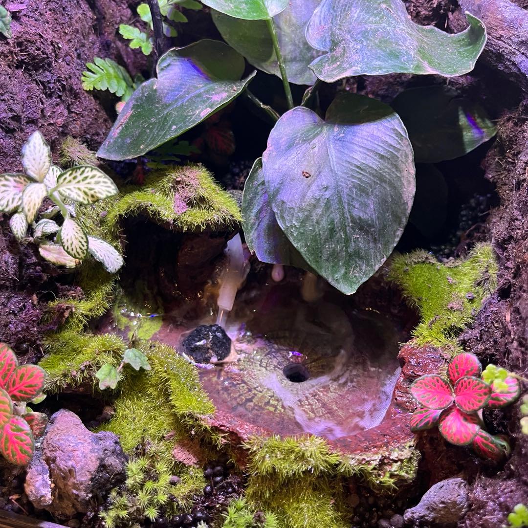 【最終値下げ】レイアウト水槽 イモリウム カエルリウム