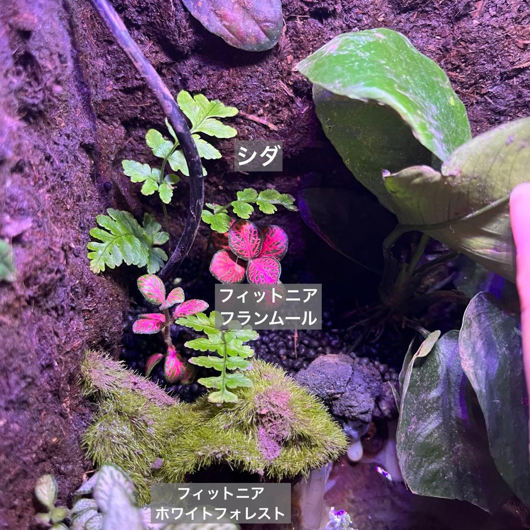 【最終値下げ】レイアウト水槽 イモリウム カエルリウム