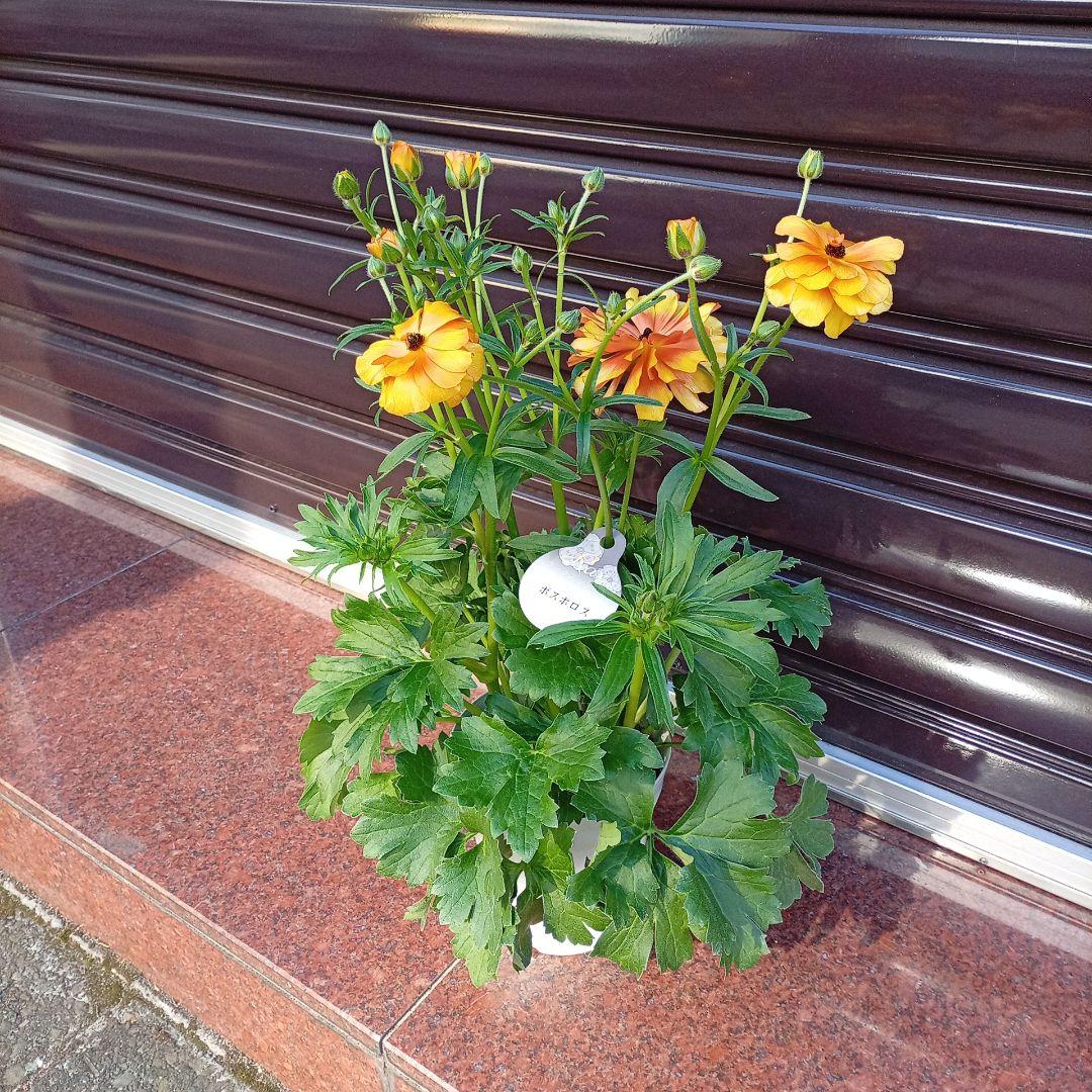 希少品種ラナンキュラスラックス ポスポロス 鉢花5号　50ｃｍ　現物発送