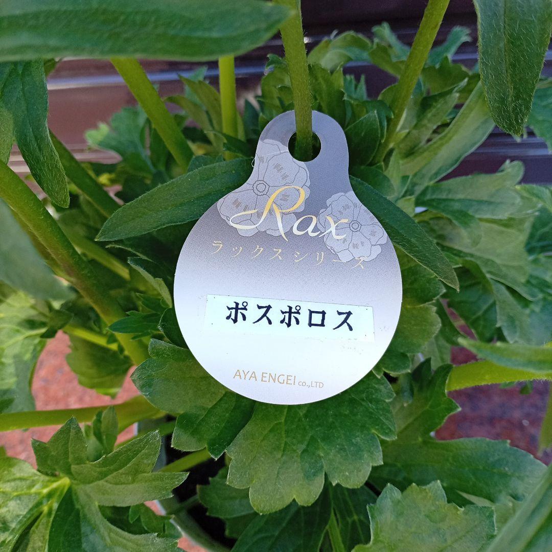 希少品種ラナンキュラスラックス ポスポロス 鉢花5号　50ｃｍ　現物発送