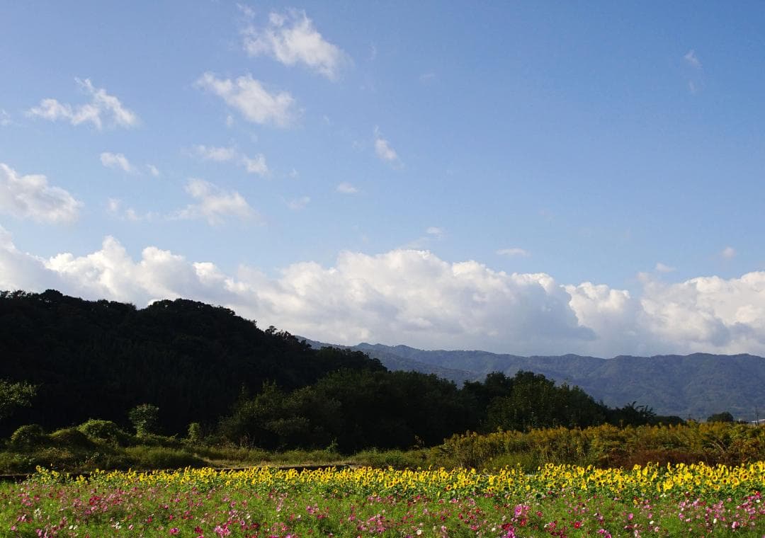 Canon New FD 28-50㎜ F3.5