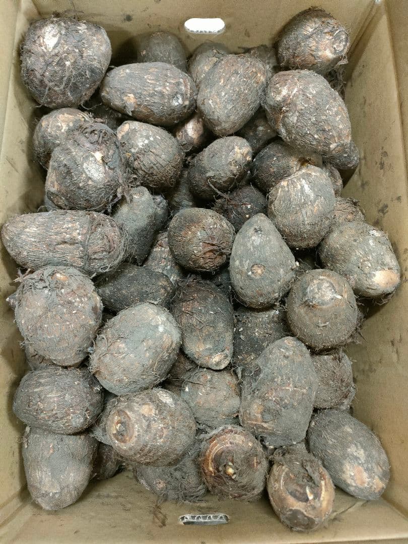 onisann専用 セレベス 里芋 大粒 宮崎県産 10k