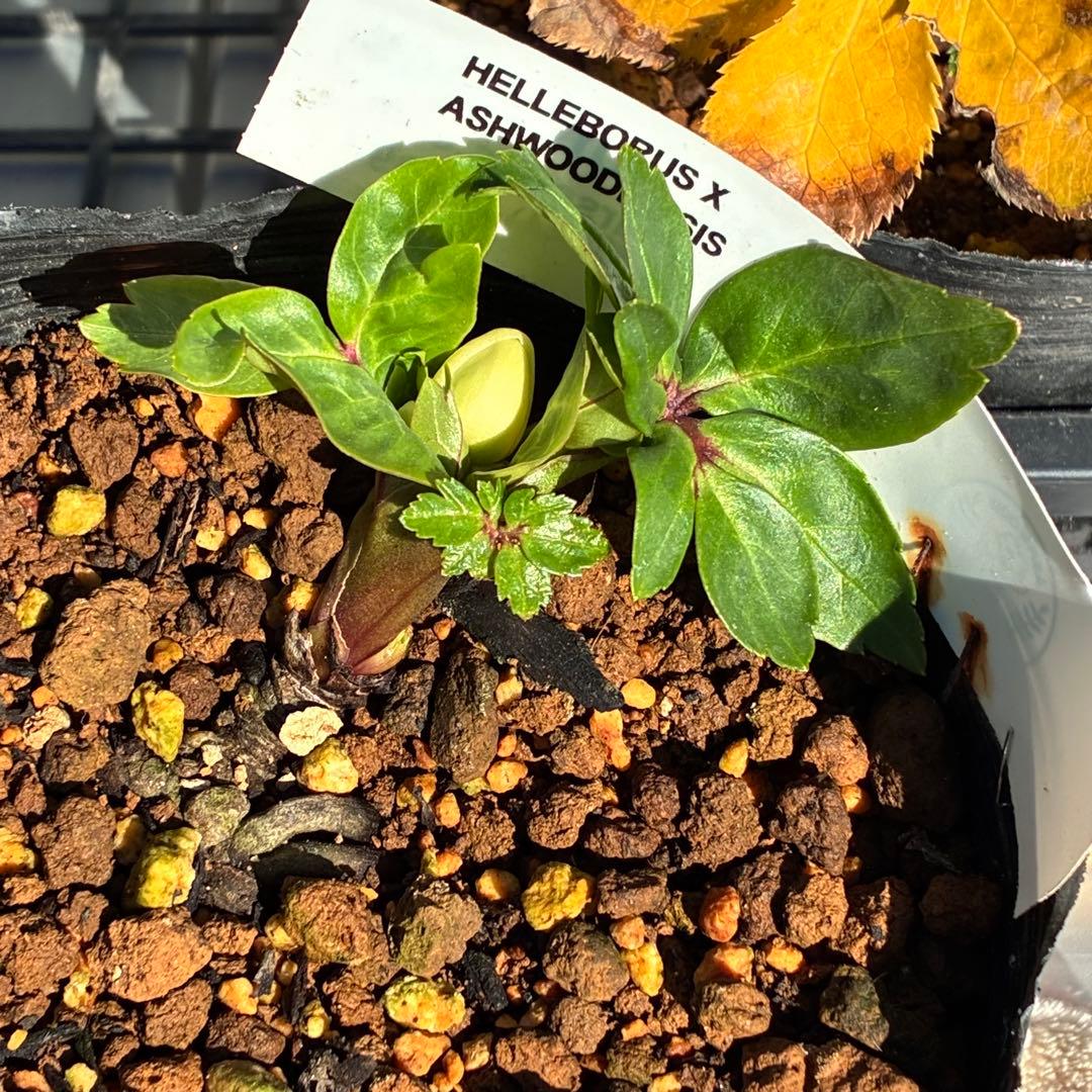 u*0様 ☘️蕾付☘️タグ付⭐️3389⭐️ASHWOODIENSIS⭐️BRI